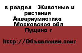 в раздел : Животные и растения » Аквариумистика . Московская обл.,Пущино г.
